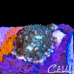 Frakenstein Bounce Mushroom