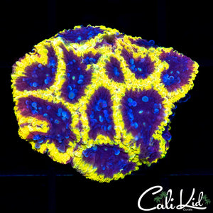 Wolverine Paw Favia Chunk