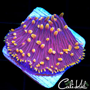 Purple Urkel Diaseris