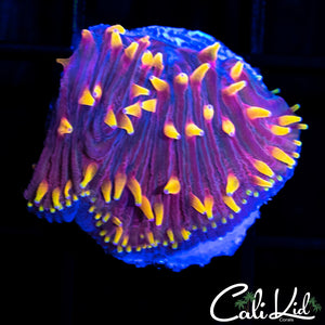 Purple Urkel Diaseris