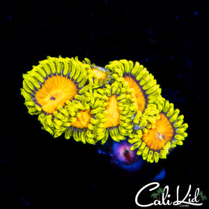 Blazin Cajun Mini Colony