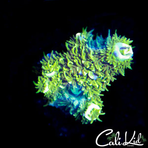 Fuzzy Navel Staghorn Frag
