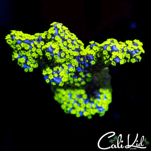 Tubbs Stellata Chunk