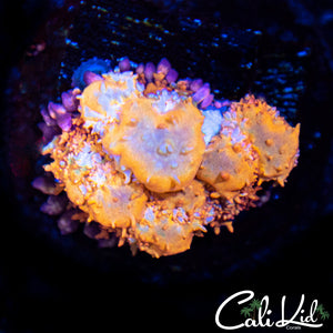 CK Solar Savage Bounce Mushroom