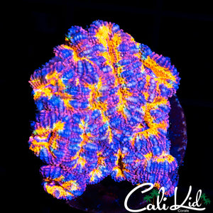 Ultra Rainbow Acan Mini Colony