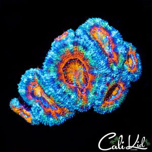 Ultimate Rainbow Acan Mini Colony