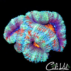 Ultra Asian Acan Triple