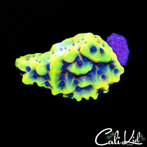 CK Peyote Dreams Monti