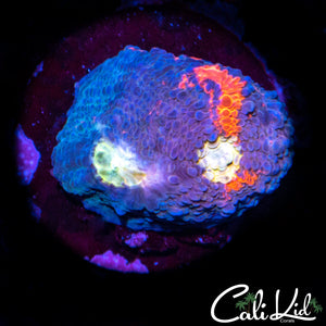 Rare White Eye Chalice Frag