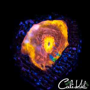 Mystery Rainbow Chalice Frag