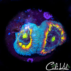 CK Fruitloops Micro Double