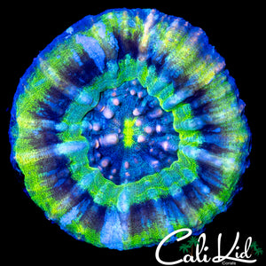 PINK SPOTTED MAZE SCOLY