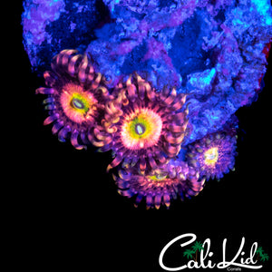 CHONG BONG ZOA QUAD