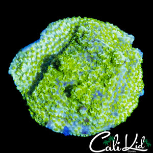 TYREE NEON GREEN MONTI