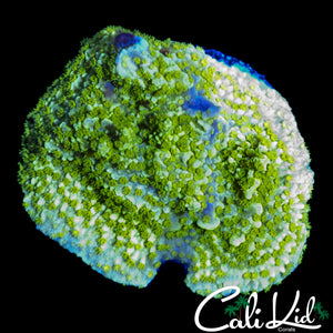 TYREE NEON GREEN MONTI