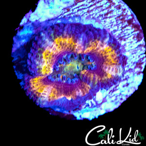 PATCHWORK TYPE ACAN