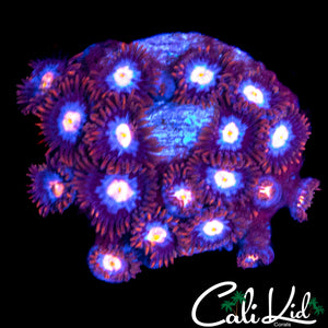 FIRE & ICE ZOA COLONY