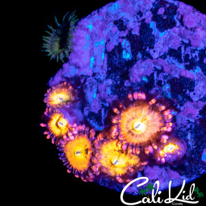 SAKURA SUNSET ZOA MINI COLONY