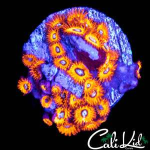 CHARMANDER ZOA COLONY