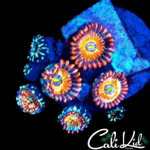 CB WHITE ZOMBIE ZOA COLONY