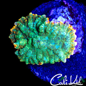 RAINBOW RIM BUBBLE RHODACTIS