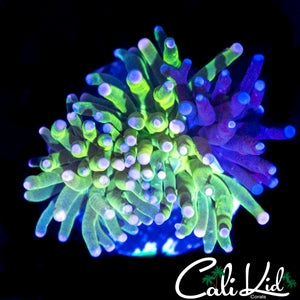 GRAFTED PINK TIP TORCH (CRISTATA TYPE)