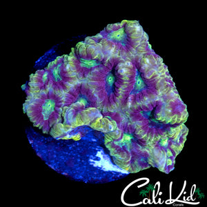 RAINBOW EYE FAVIA