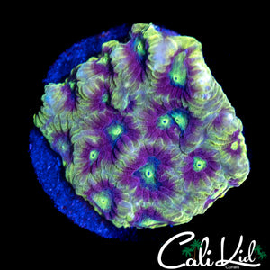 RAINBOW EYE FAVIA