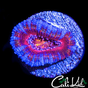 MIYAGI ACAN