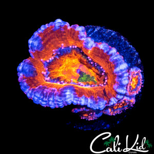 GRAFTED ACAN W/ BABIES