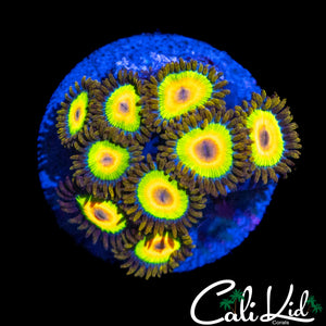 RASTA ZOA MINI COLONY