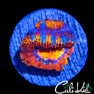 CK UNRELEASED RAINBOW ACAN DOUBLE