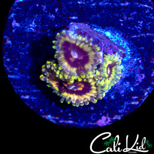 CK HELLFIRE ZOA TRIPLE