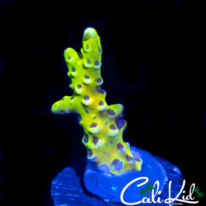 RRC GRAFTED GOLDEN ROD ANACROPORA