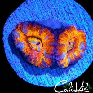 ULTRA RAINBOW ACAN DOUBLE
