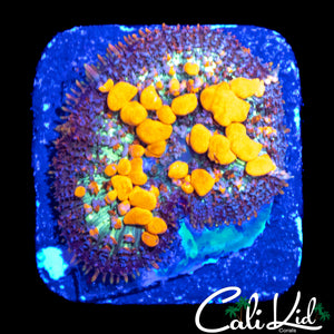 CB SUNKIST BOUNCE MUSHROOM (TONS OF BUBBLES)