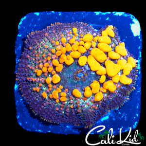 CB SUNKIST BOUNCE MUSHROOM (TONS OF BUBBLES)