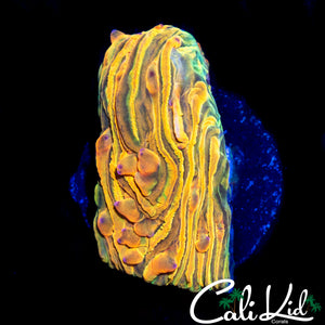 CK UNRELEASED RAINBOW PLATE