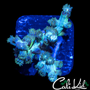 CK BRANCHING CYPHASTREA