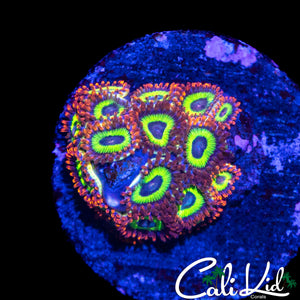 FRUIT LOOPS ZOA COLONY