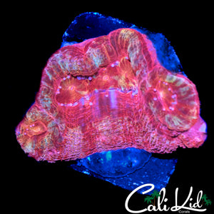 RAINBOW EYE BOWERBANKI