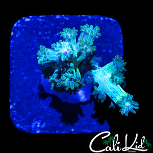 CK BRANCHING CYPHASTREA