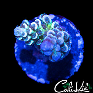 ULTIMATE RAINBOW TENIUS
