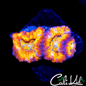 INSANE RAINBOW ACAN TRIPLE