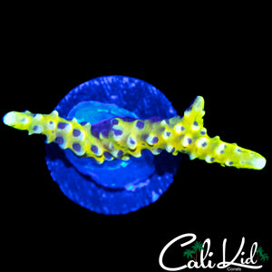RRC GRAFTED GOLDEN ROD ANACROPORA