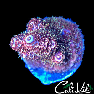 GOLD SPECKLED FUZZY MILLI