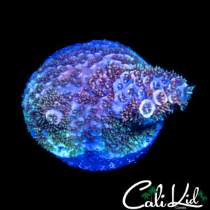 GOLD SPECKLED FUZZY MILLI