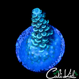 ULTRA TEAL TENIUS
