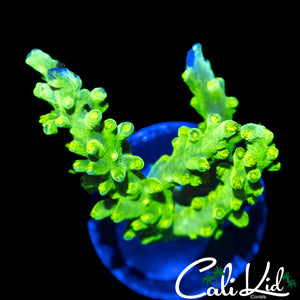 BLINDING GREEN SLIMER CHUNK