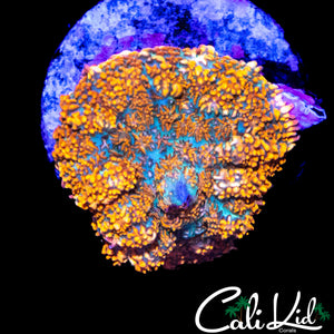RAINBOW RHODACTIS